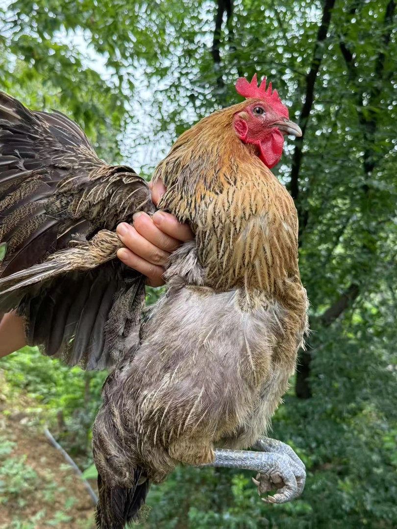 （2只装）【老粉回购福利】两只华北黑脚老母鸡不土包赔