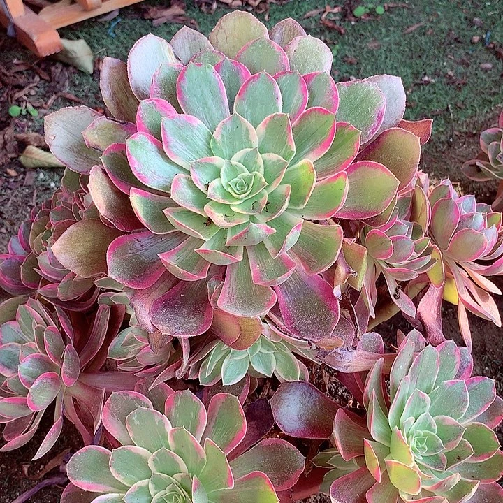 浣纱捧花，多肉植物