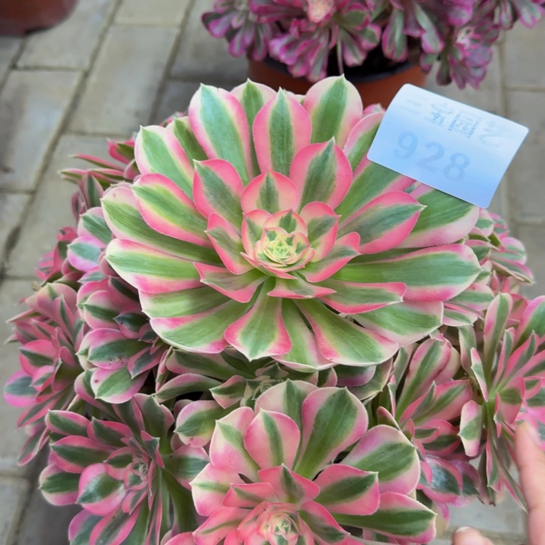 多肉植物928粉女巫