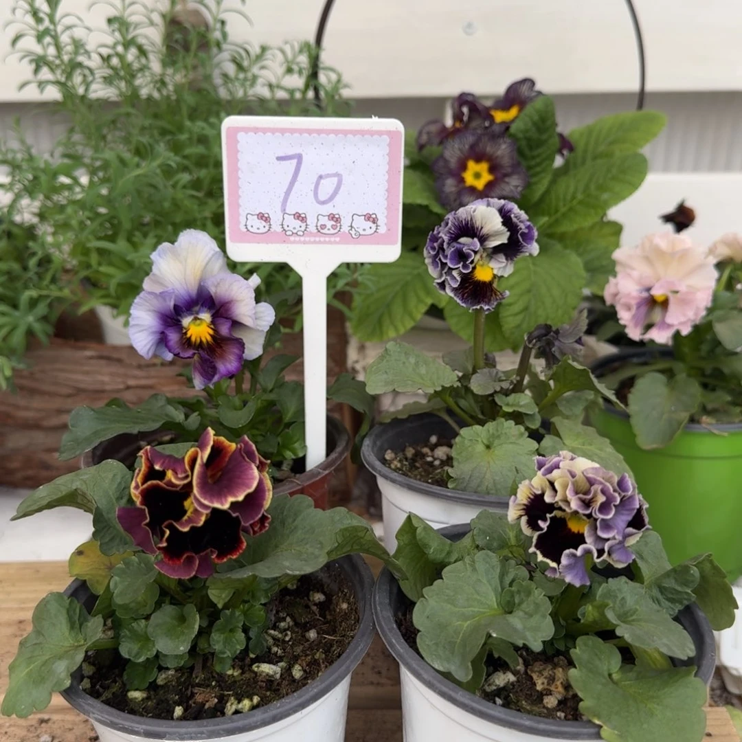 全部花朵1208 组合70号