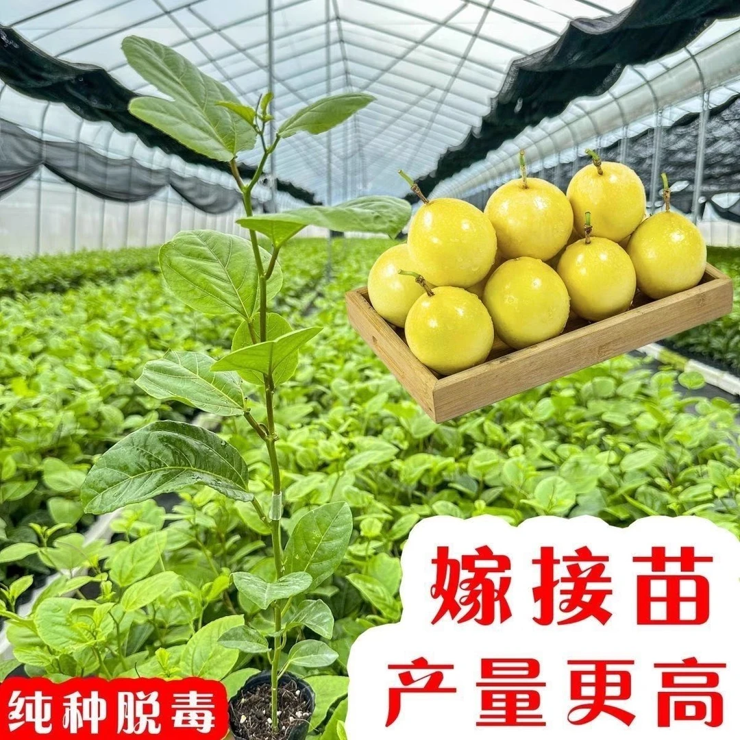南方种植百香果苗四季结果盆栽带土带叶