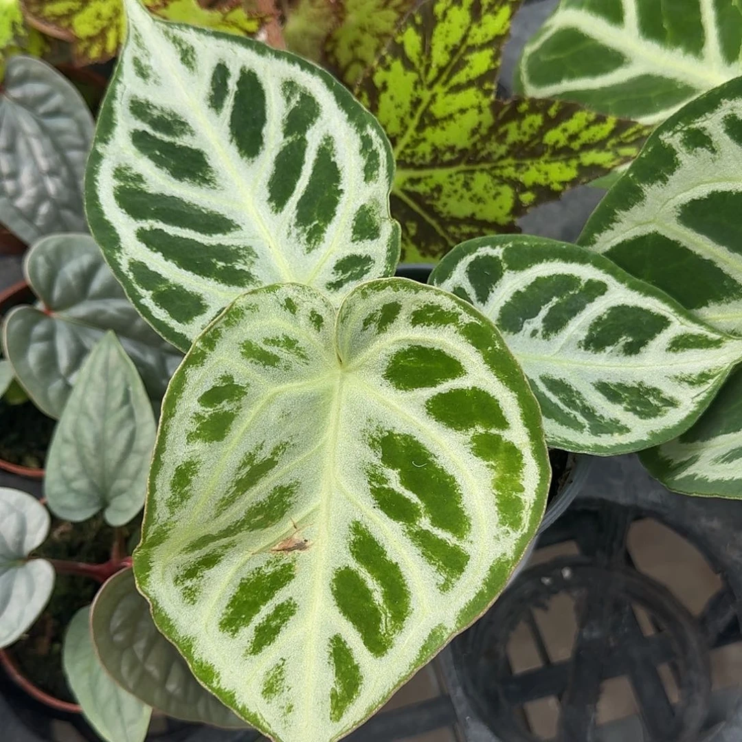 完全开放Z123叶损清货铜锣烧