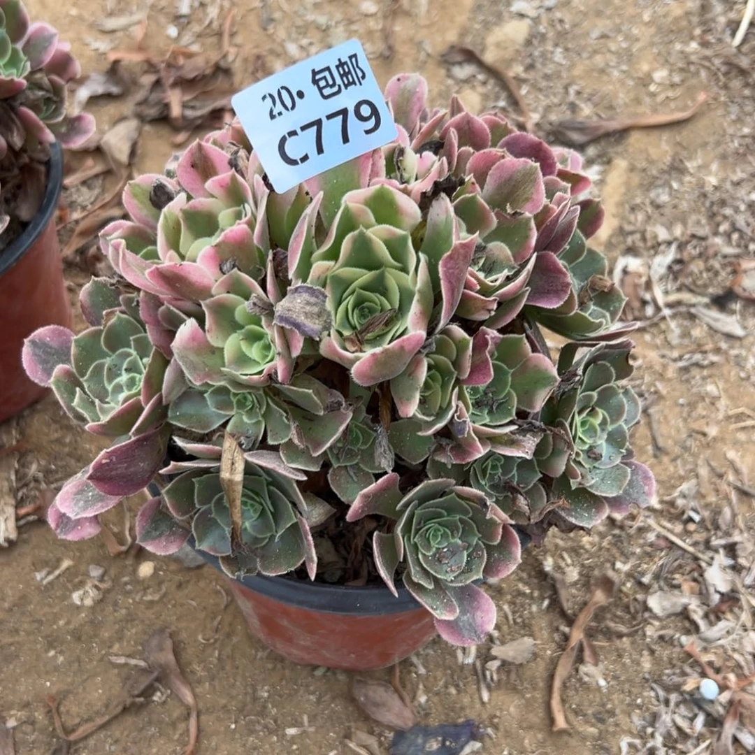 779香妃，满20包邮