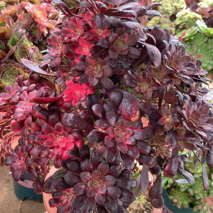 半**过966花蝴蝶多肉植物特价