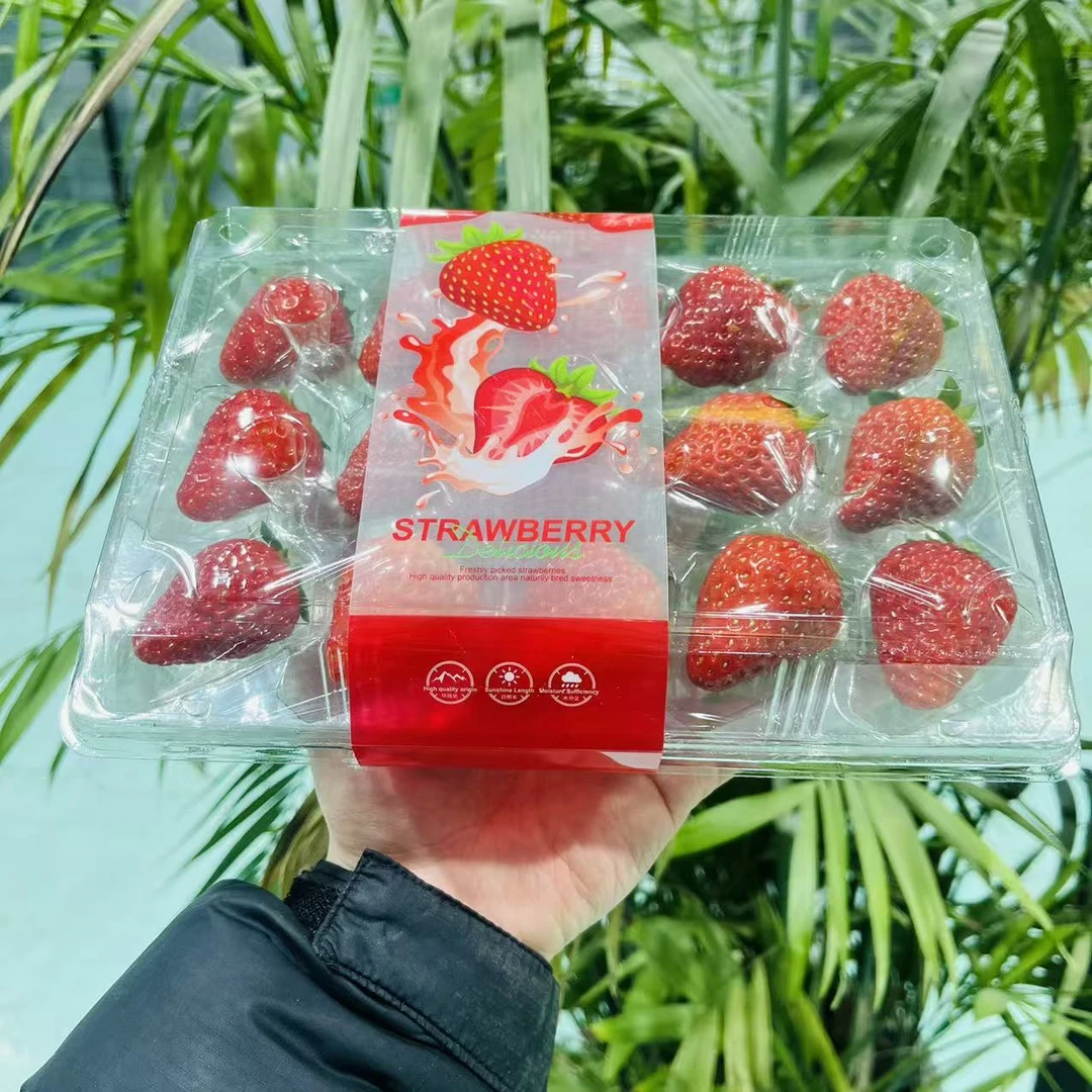 【两盒】丹东九九颜草莓 单盒15-20颗左右 只发山西省内