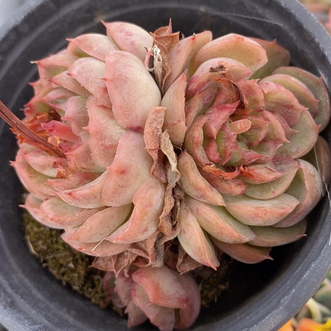 618预热福利一物一拍精品多肉_360