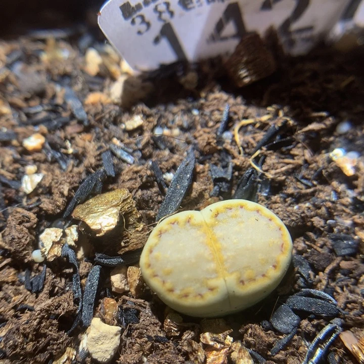 zzz好喜欢这个小东西468