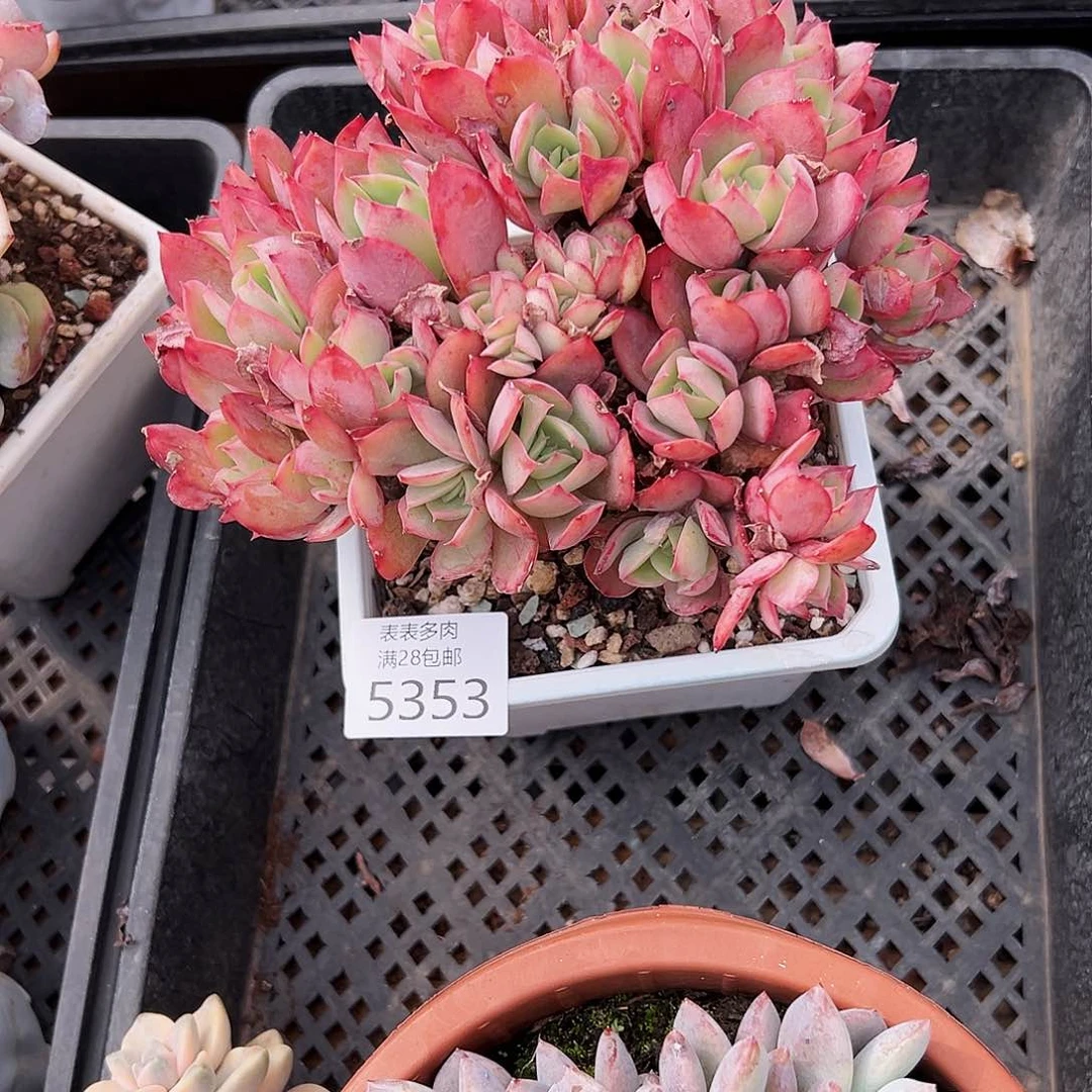 9号半*紗我们的确是一5353