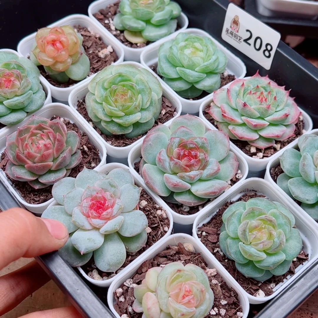 泡***x多肉植物多肉植物