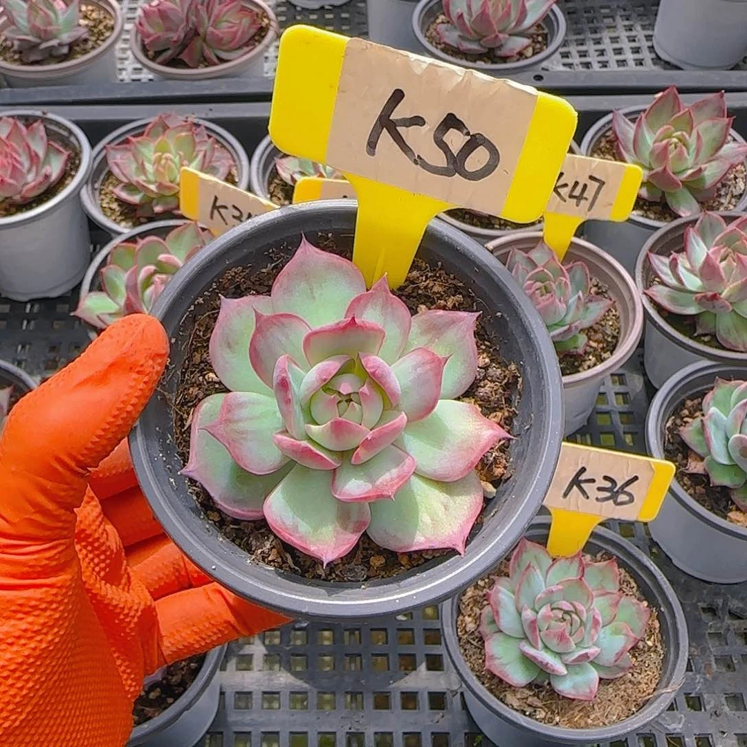 小*鱼K50惊鸿单头多肉