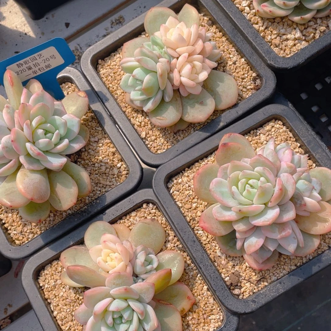 0220-20-梦露锦大群福利一颗