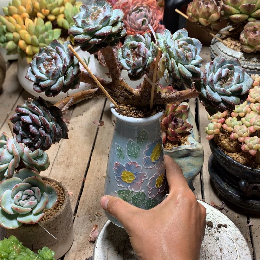 杂交小树多肉植物duinm
