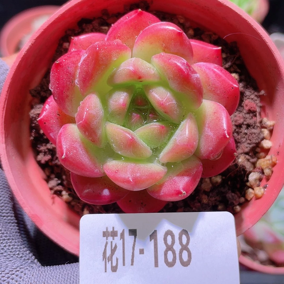 花利美17-188新品