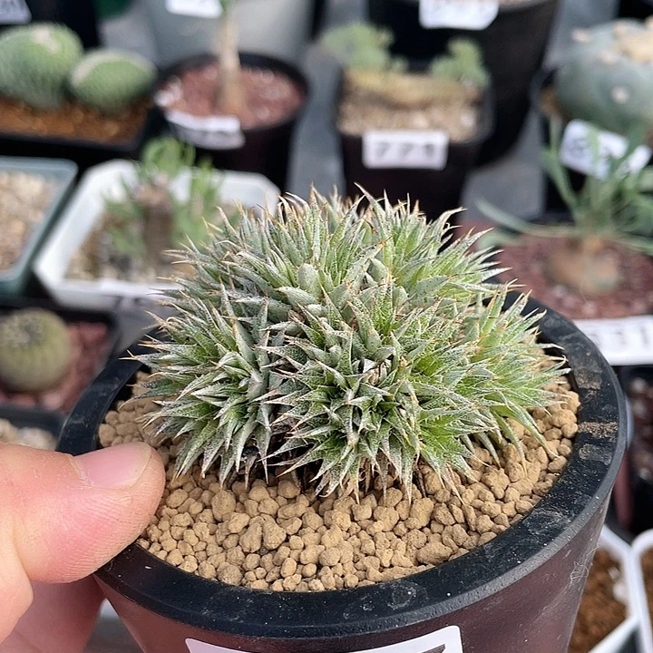 927玻利维亚坨坨凤