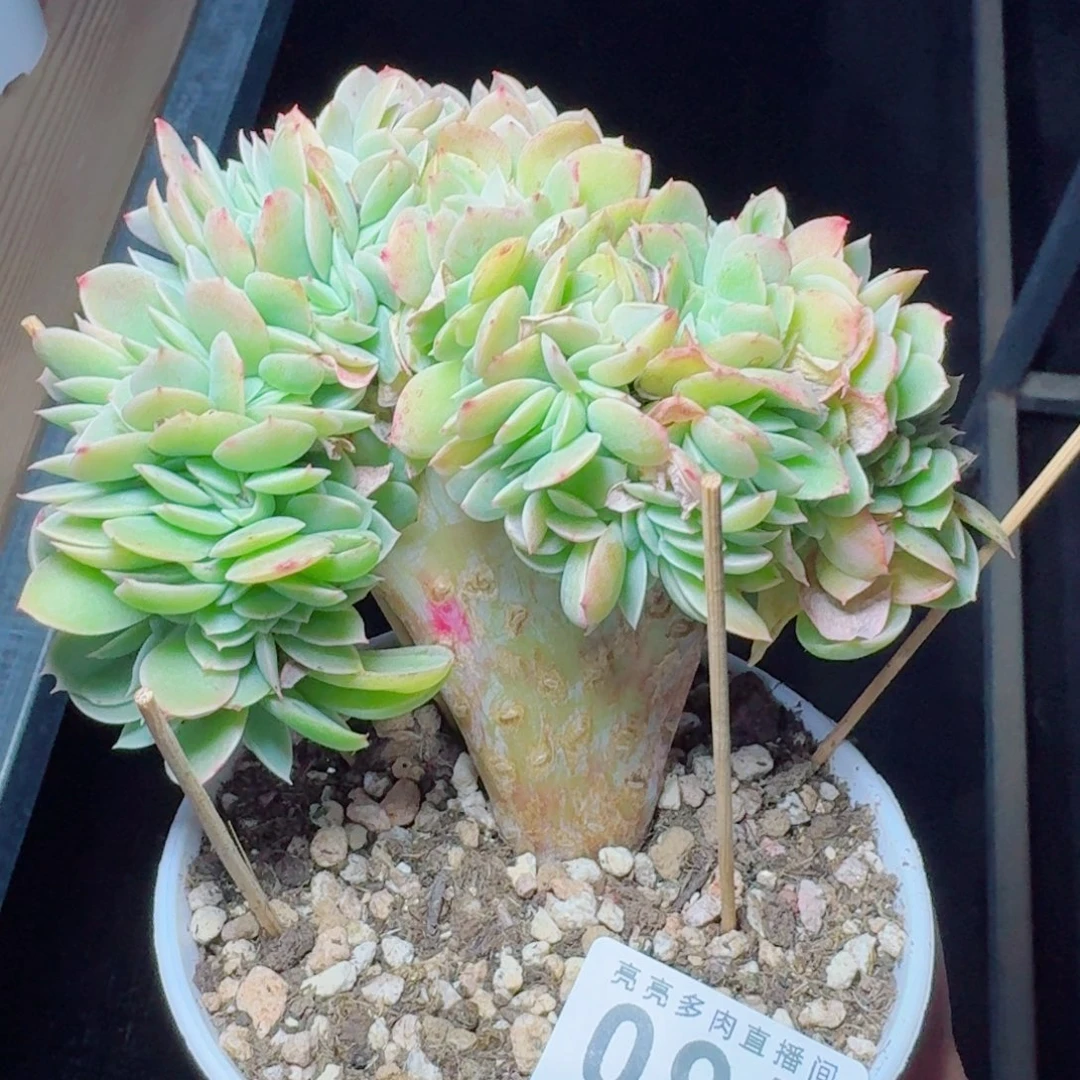 星娜塔缀化      愿你一路坦途，乘风破浪展宏图