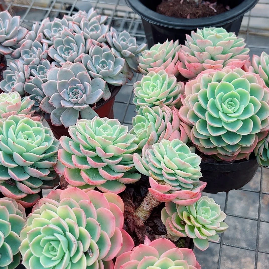 哈密瓜多头群生老桩特价