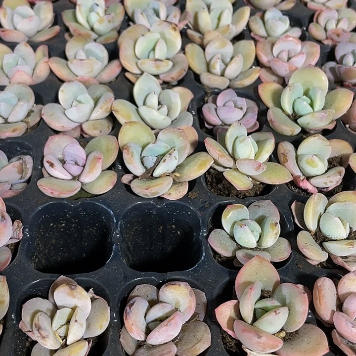 小奶茶1元带土发