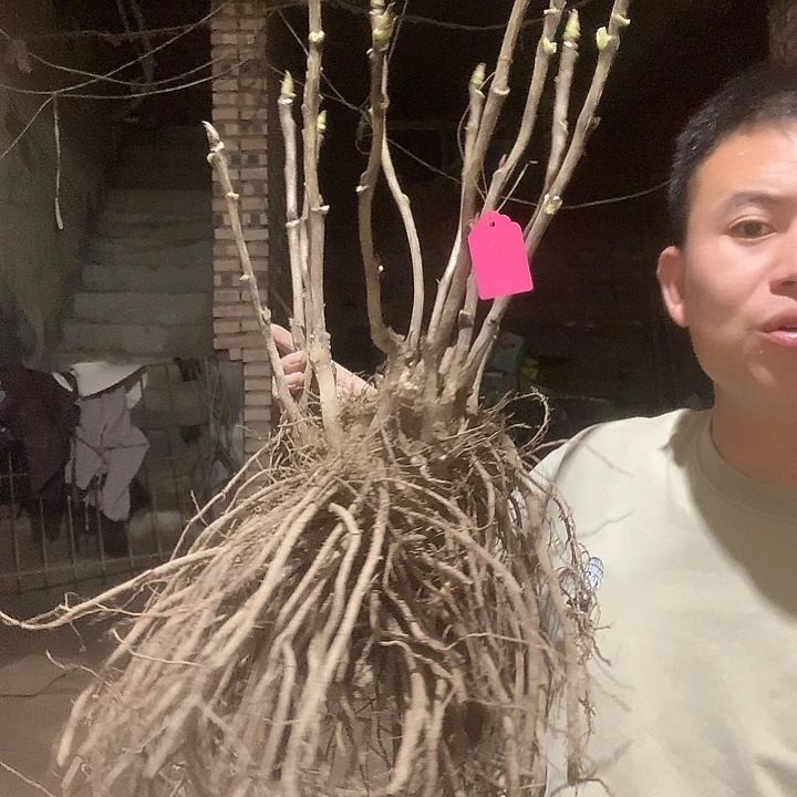 胖***欣当前无花栽培后可以开花
