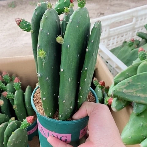 5片原盆发货胭脂仙人掌