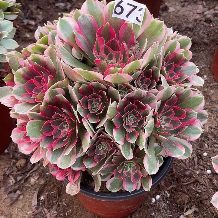 673妖月对肉植物的