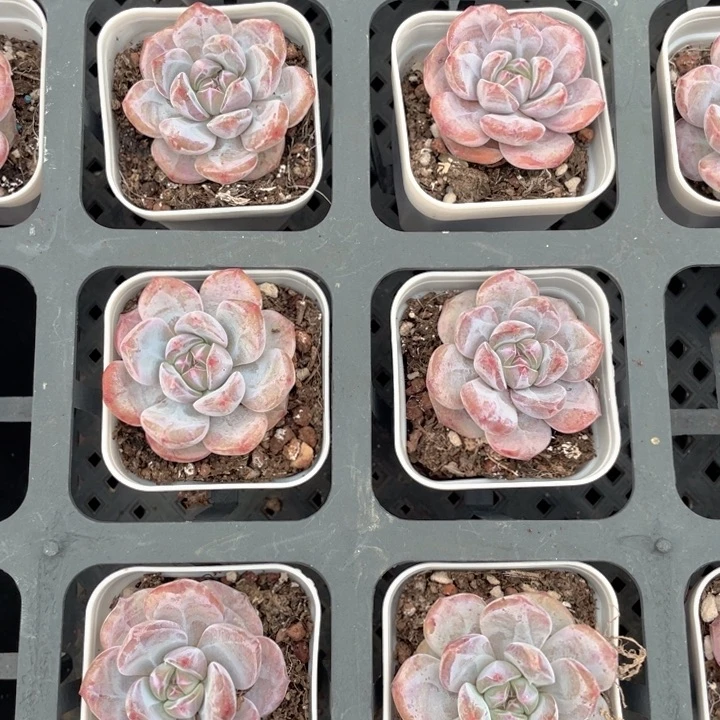 星影带盆发满18包邮发3颗