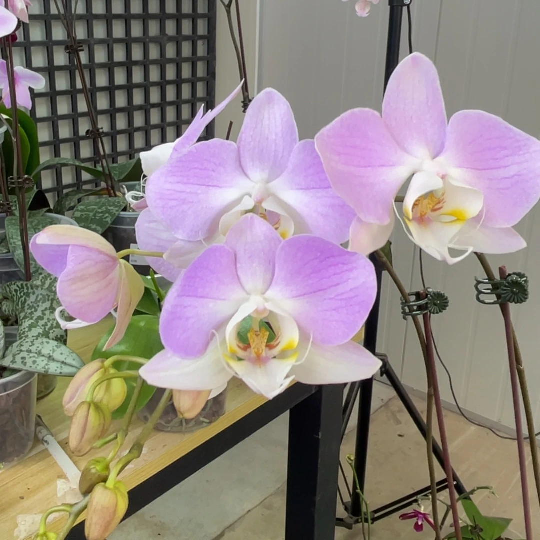 完全开放SWR M312-桑德-分生-1022