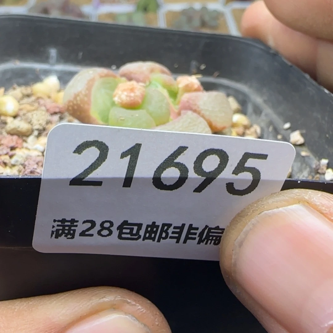 【闪购商品】发****在21695