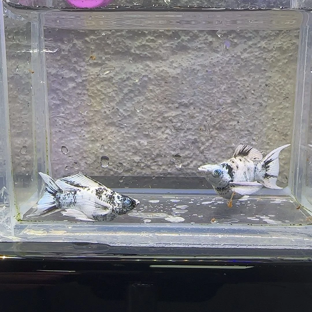 孔雀鱼水墨钻眼燕尾。10号