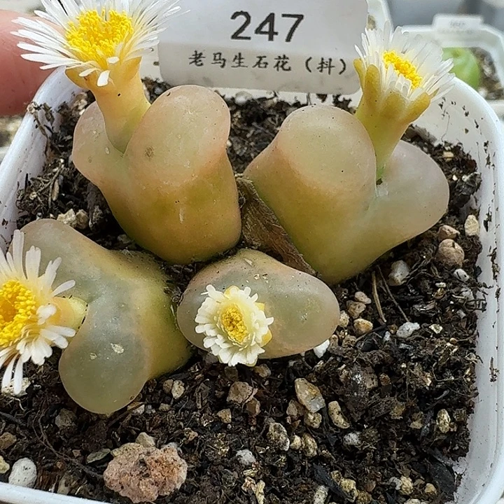 老马生石花四头毛247
