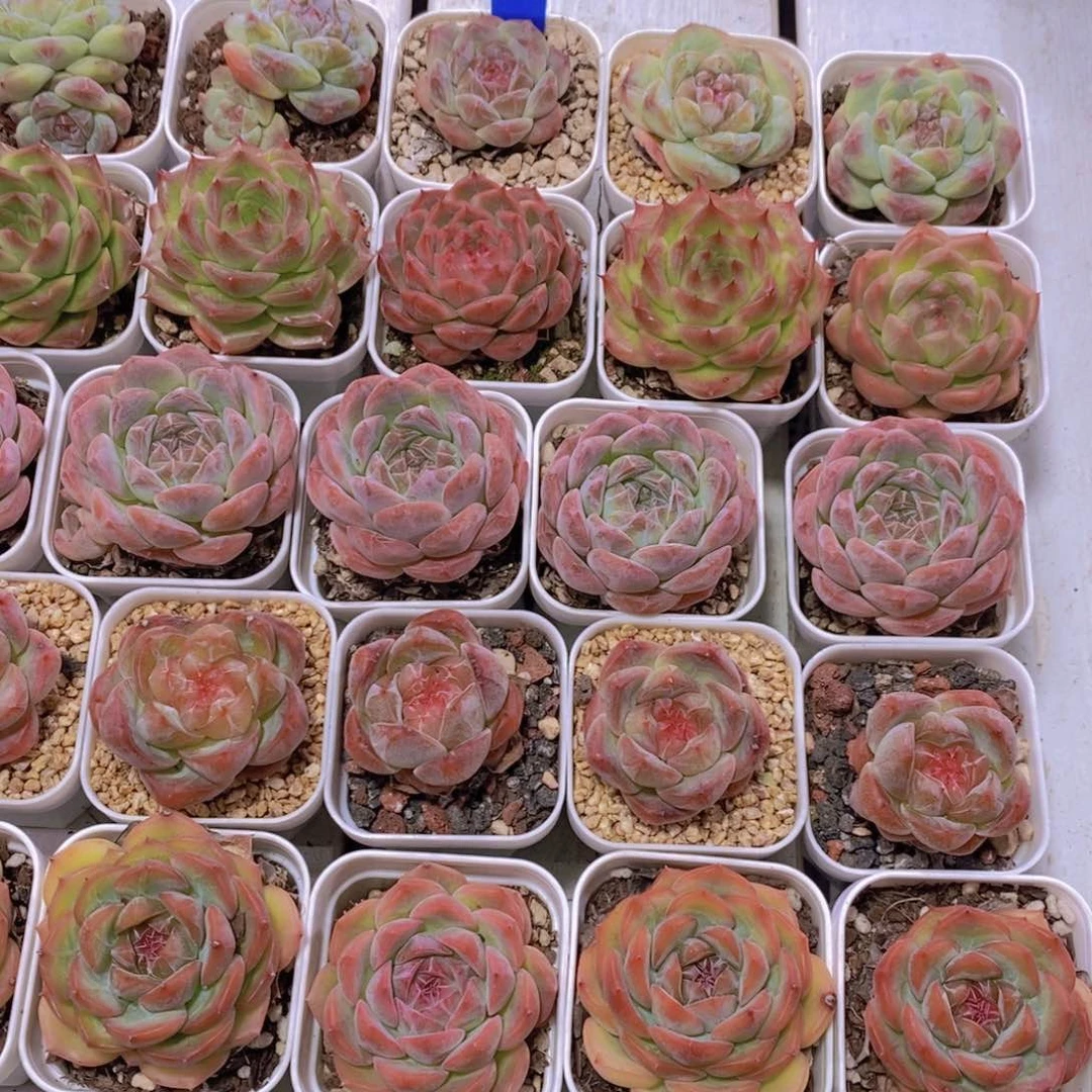 111-精品福利美肉捡漏五个