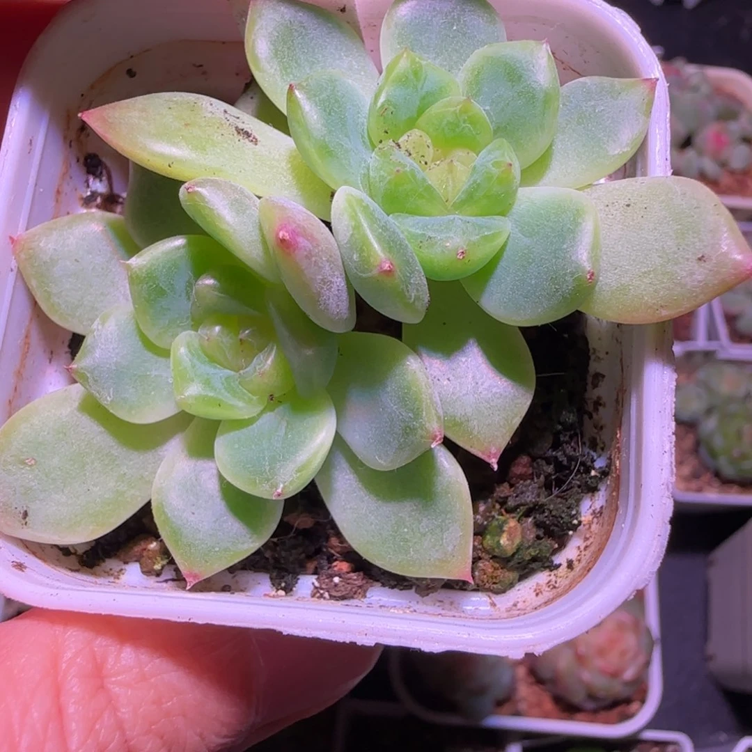 脸***圆20-49福利甜心89双头