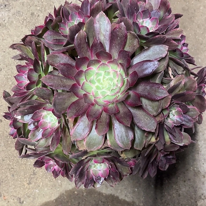 多肉植物莲花锦…………