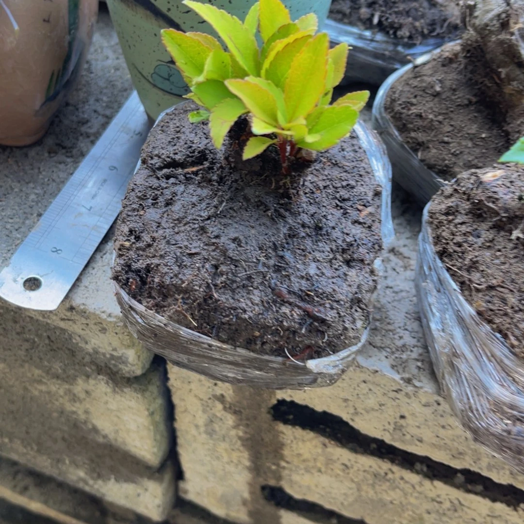 当前无花栽培后可以开花