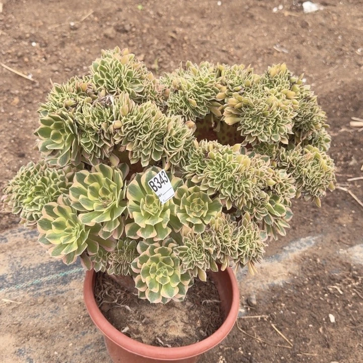 男神法师锦缀化不包损343