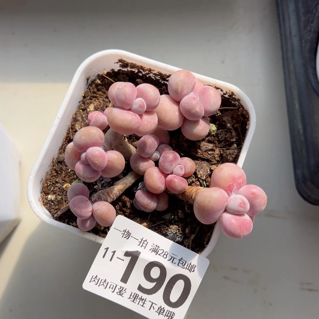 桃蛋多肉多肉多肉多肉多肉多肉多肉