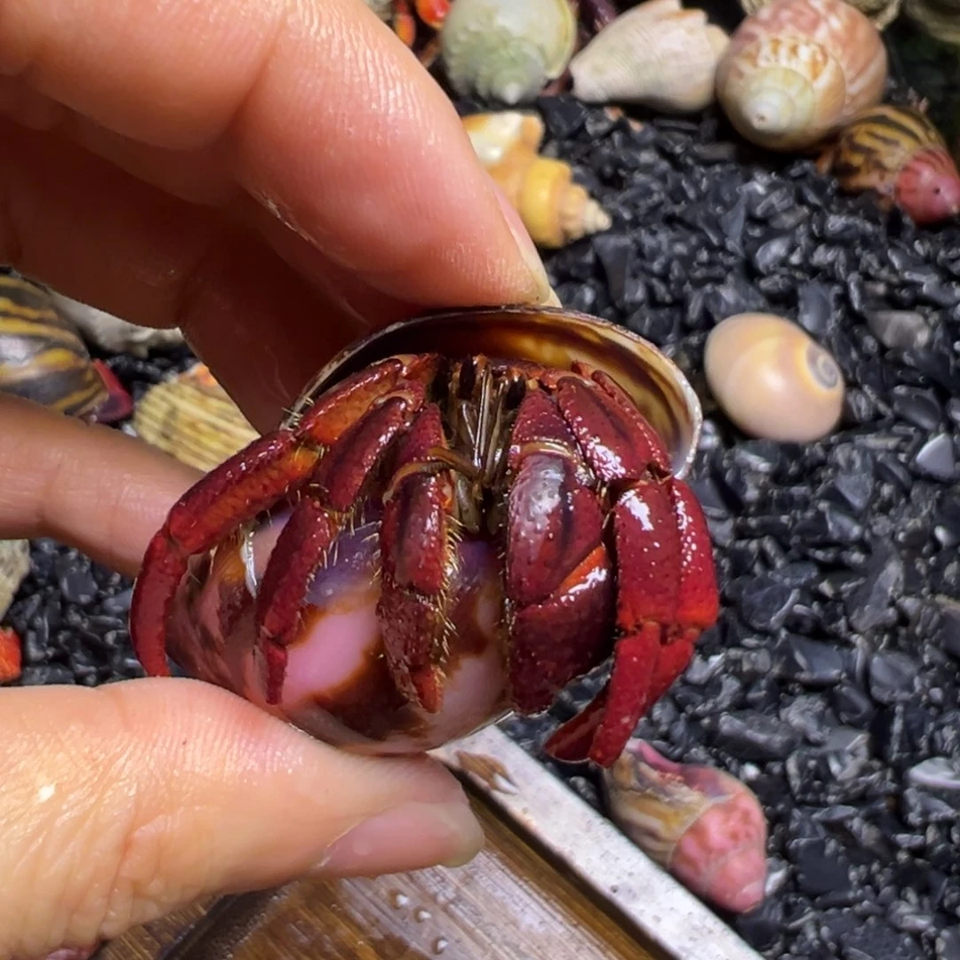 陆生寄居蟹55号拍品