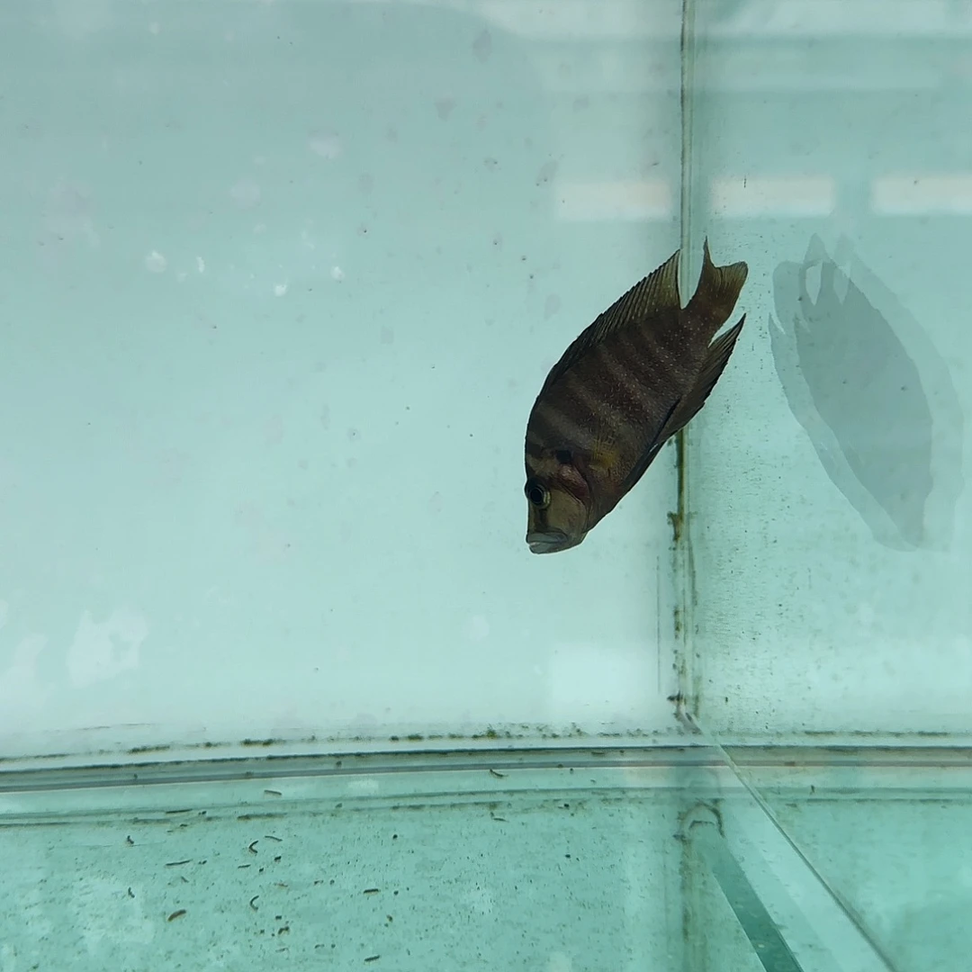 博***云金头虎1115。