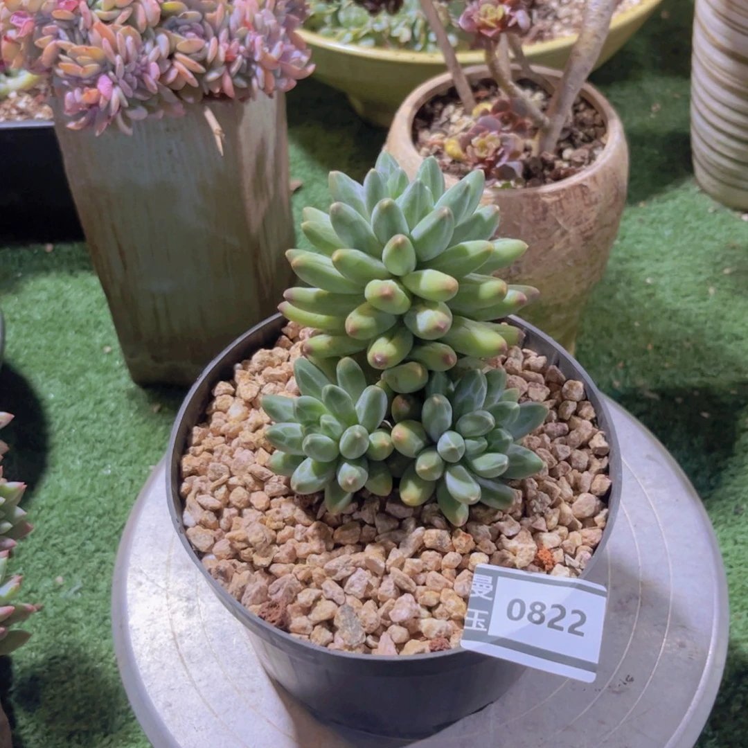 伊卡鲁斯多肉植物0822