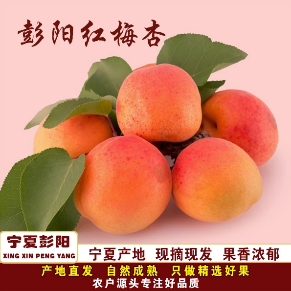 省内链接-宁夏彭阳【红梅杏】顺丰发货/新鲜采摘