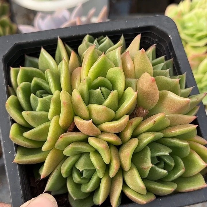 白玫瑰惊鸿一物一拍包装收缩花旱