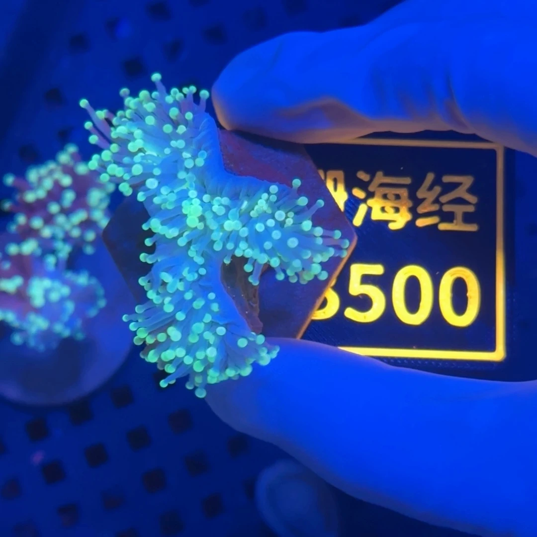 阳***城纽扣珊瑚又又不包邮脱藻肉不全黑火B500