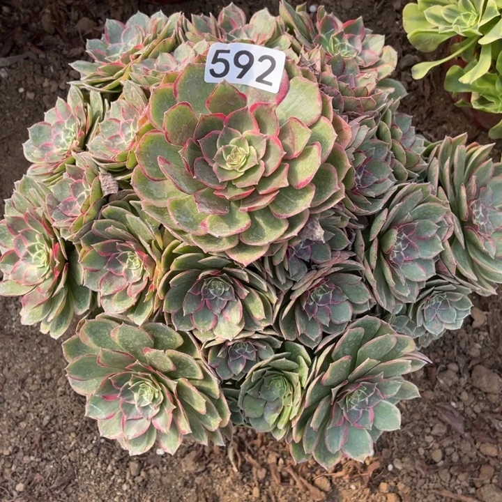 无花朵592粉花妖多肉植物