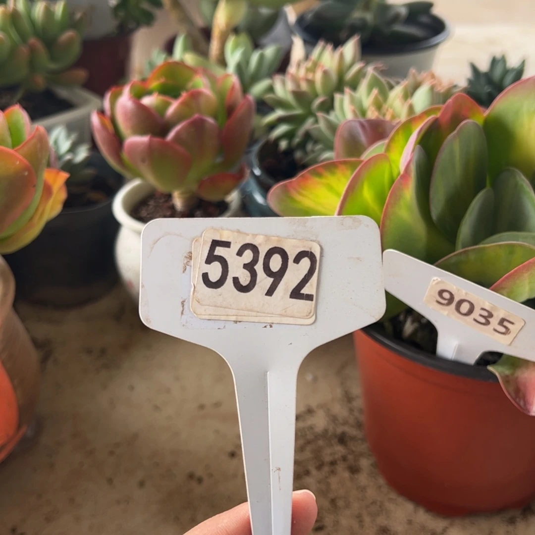 【闪购商品】F***y5392。 111111111