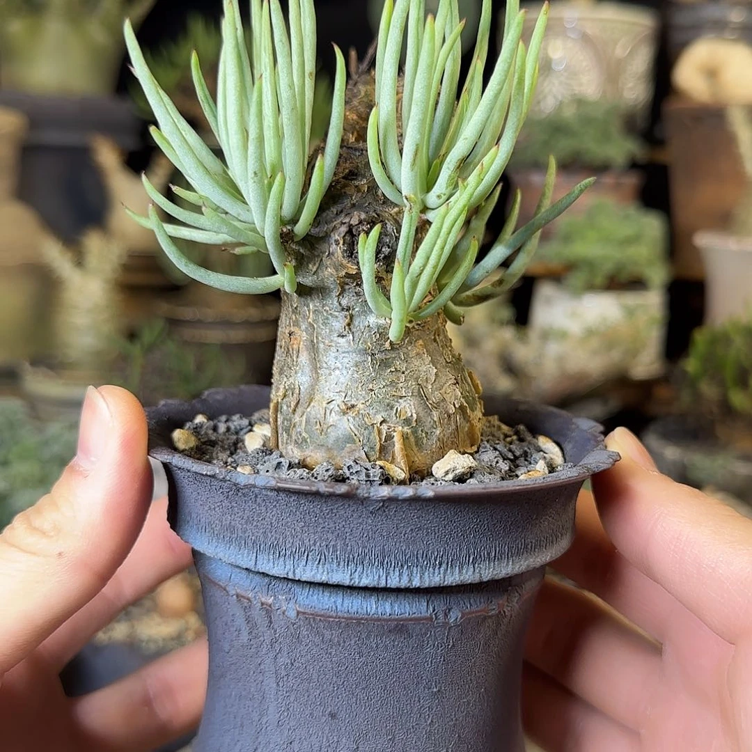 一物一拍白象奇峰锦390