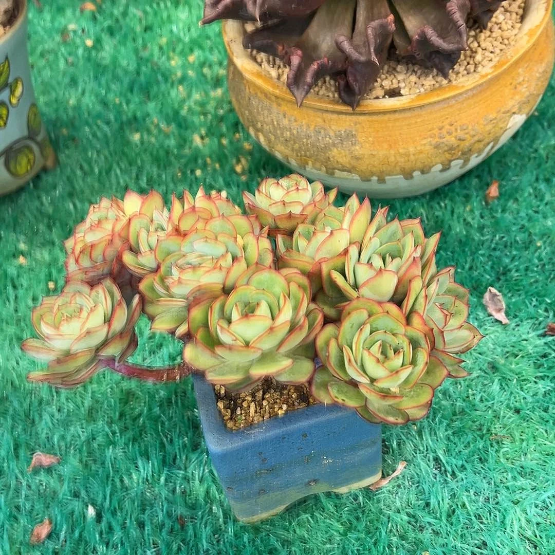 小树牡丹亭缀化，，，，，，，，