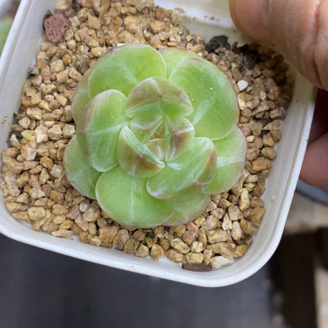 精品多肉一物一拍不包整240