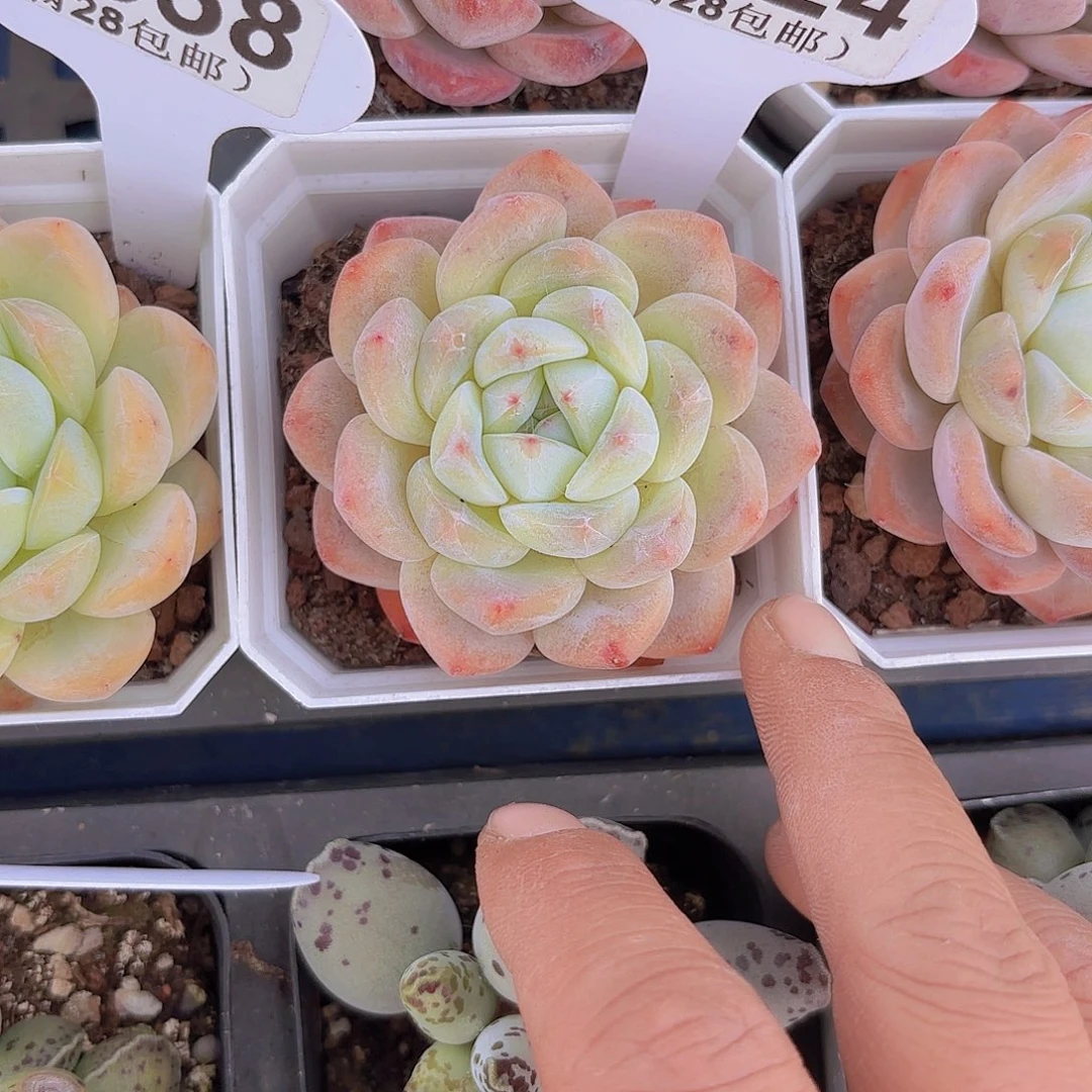 A624冰魄一物一拍