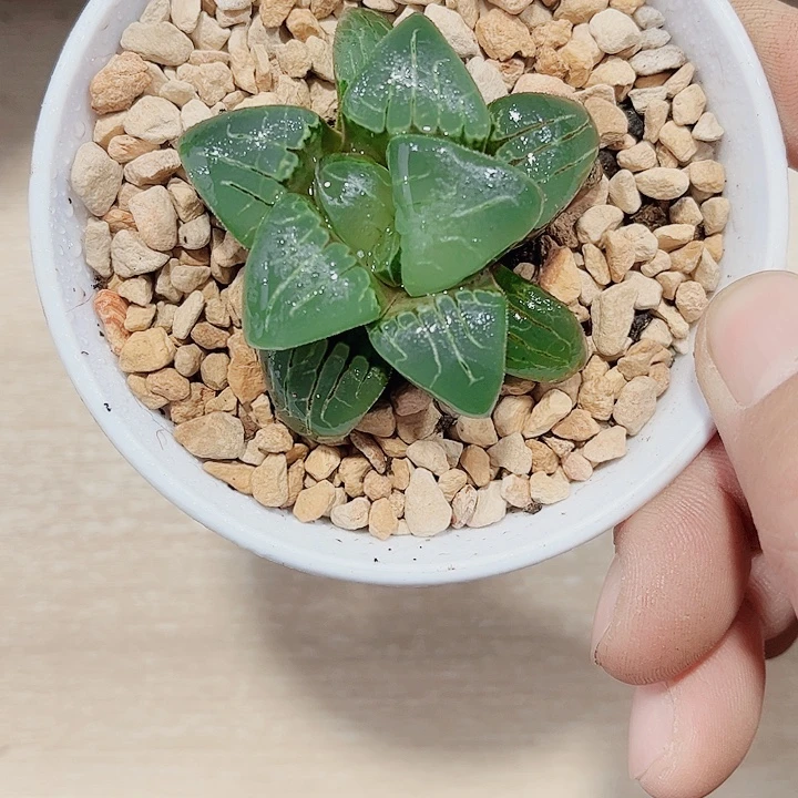 粉色甜心精品十二卷