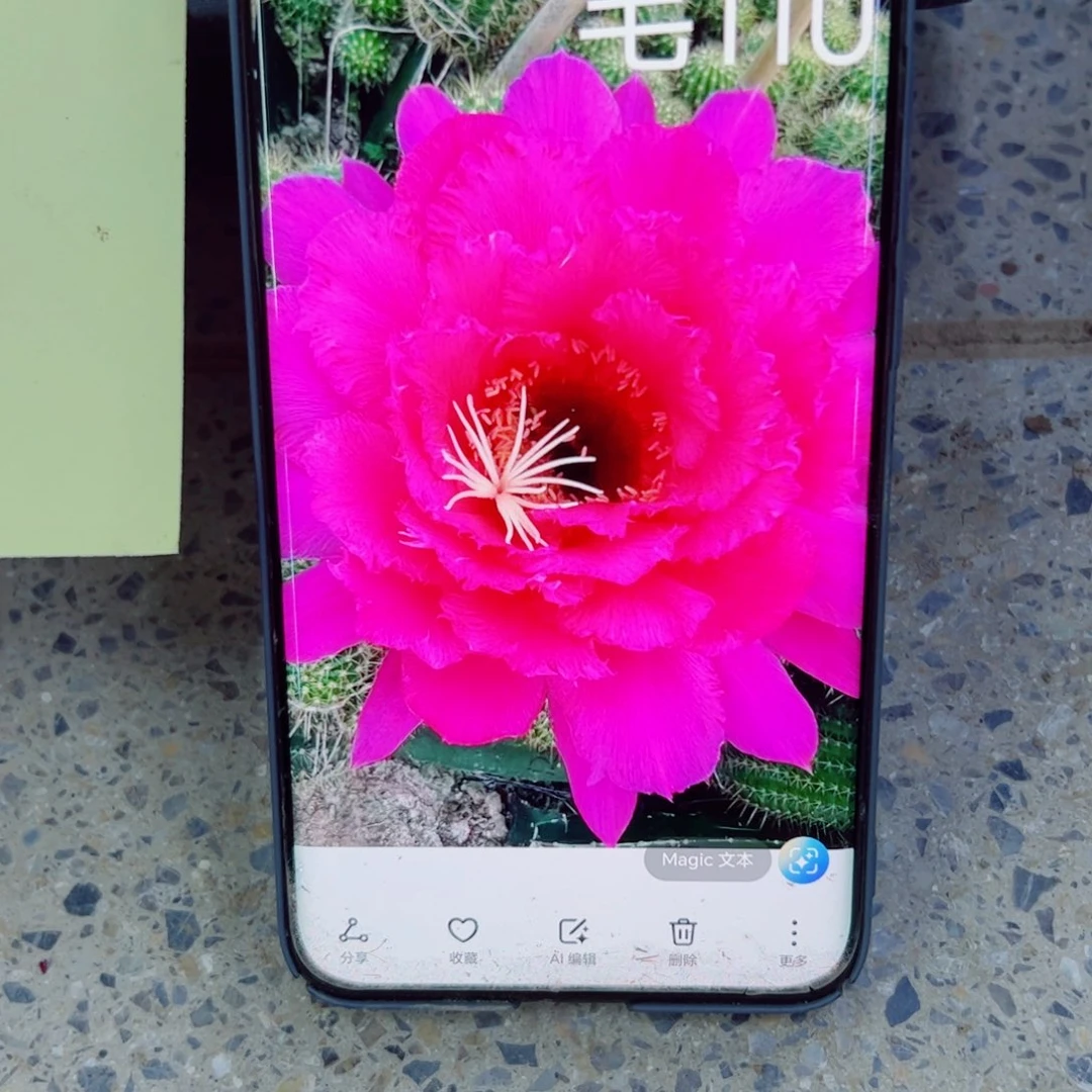 下13毛110 根歪斑点8公分左右脱土发货20包邮