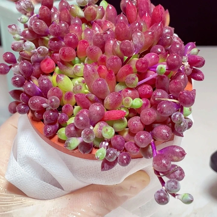 紫玄月样品1颗带盆发货11